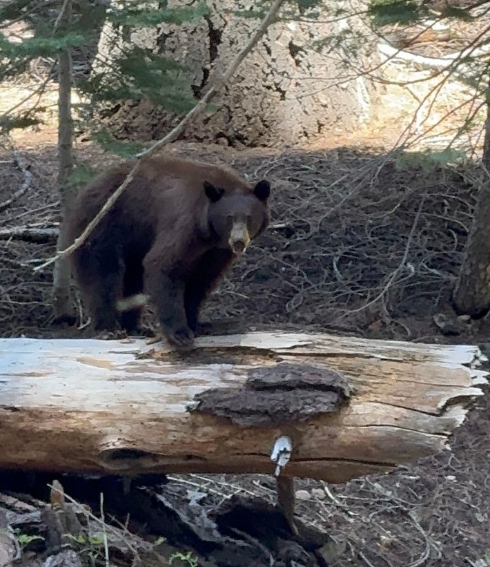 Binary Reflections Yosemite Bear